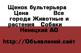 Щенок бультерьера › Цена ­ 35 000 - Все города Животные и растения » Собаки   . Ненецкий АО